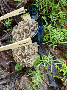 Morel Mushroom hunting tips