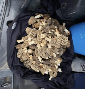 A perfect day of Morel mushroom hunting