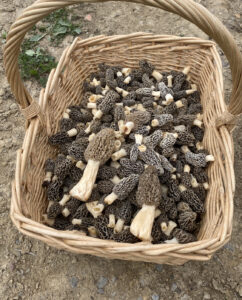 Basket of Morel Mushrooms. A good day of hunting Morel's