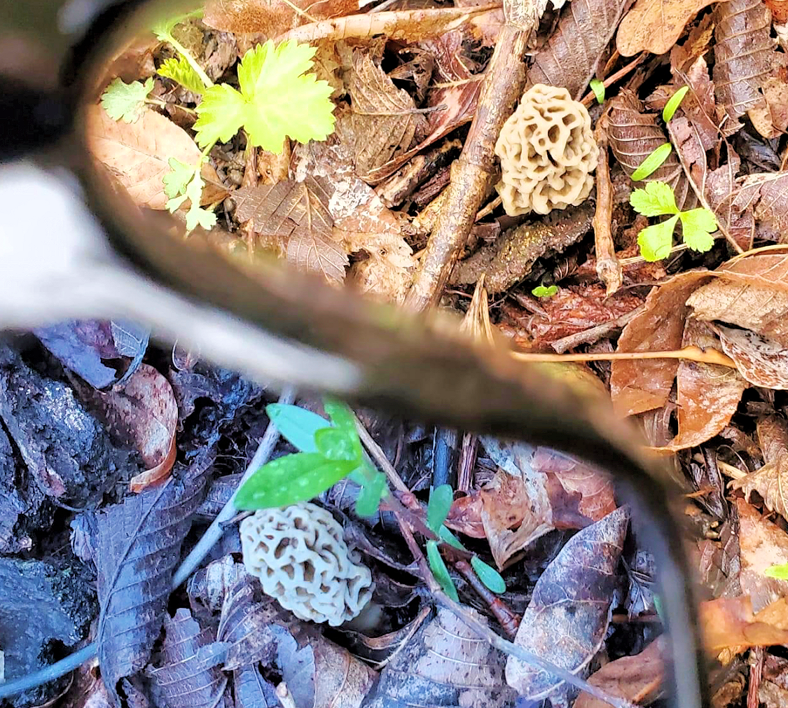 Wearing Fungeyes glasses to make finding Morel mushrooms easier