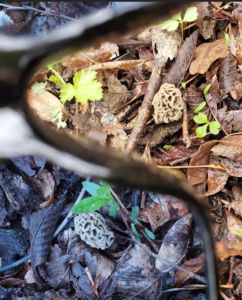 Wearing Fungeyes glasses makes Morel mushroom hunting much easier