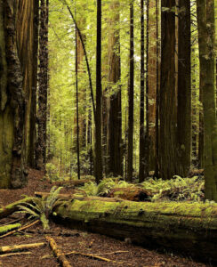 Dead trees in forest perfect habitat for finding Morel mushrooms